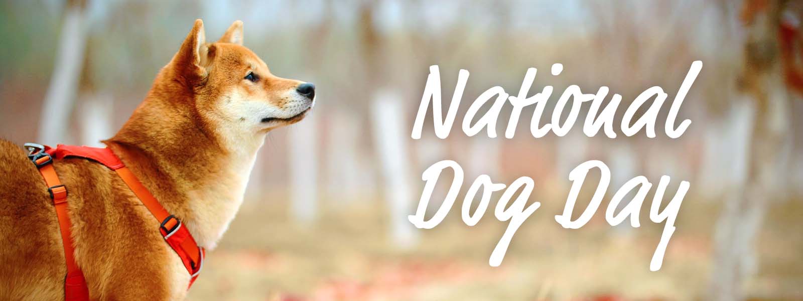 Happy National Dog Day! Here are Some Tips to Keep Your Dog Busy While